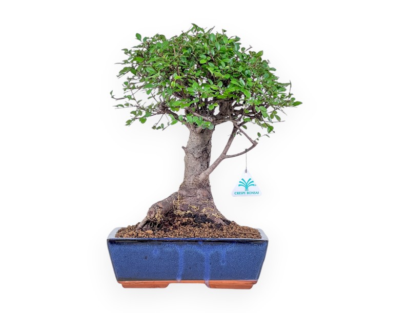 Zelkova nire bonsai %separator% %category% evergreen