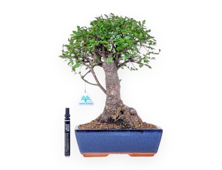 Zelkova-Bonsai %separator% %category% immergrün