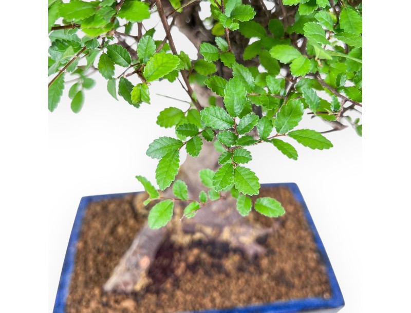 Bonsai di Zelkova nire %separator% %category% sempreverde