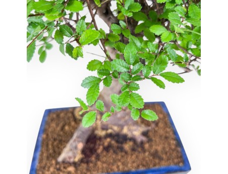 Zelkova nire bonsai %separator% %category% evergreen