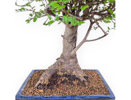 Bonsaï de zelkova noir %separator% %category% à feuillage persistant