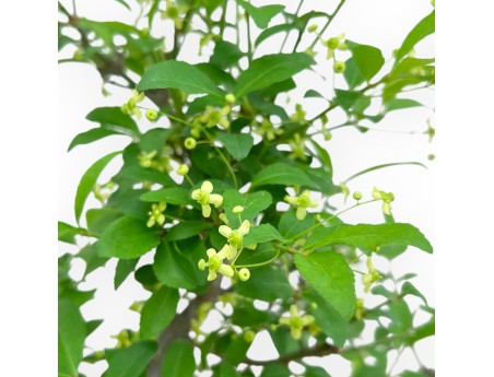 Bonsai aus Euonymus sieboldianus %separator% %category%