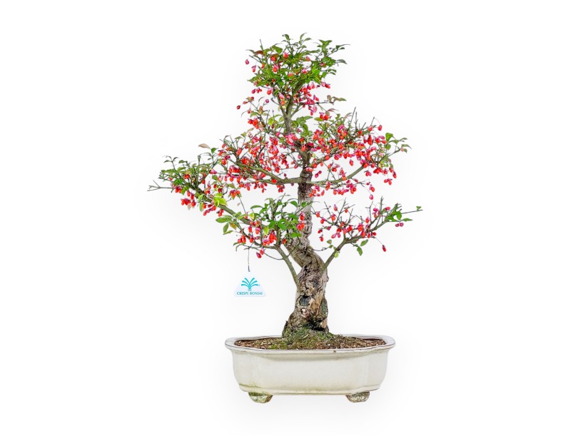 Euonymus sielbodianus bonsai %separator% %category%
