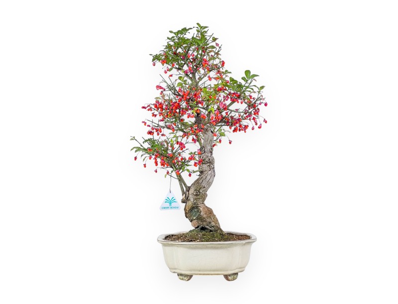 Euonymus sielbodianus bonsai %separator% %category%