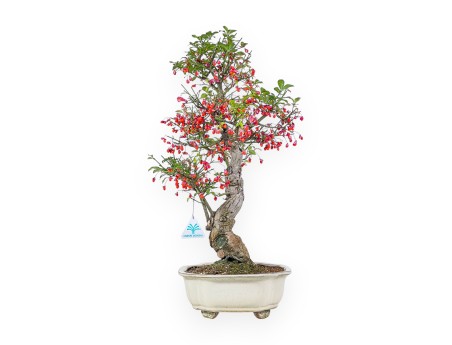 Euonymus sielbodianus bonsai %separator% %category%