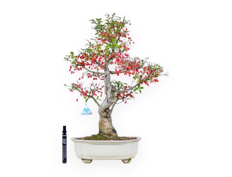 Bonsai van Euonymus sielbodianus %separator% %category%