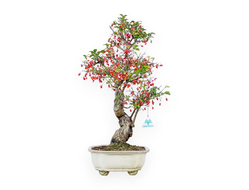 Bonsai di Euonymus sielbodianus %separator% %category%