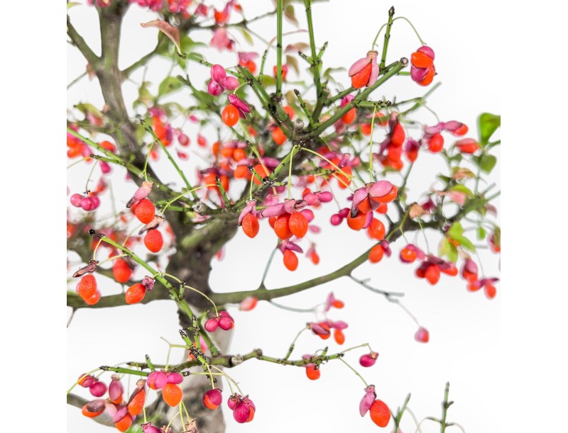 Bonsaï d'Euonymus sielbodianus %separator% %category%