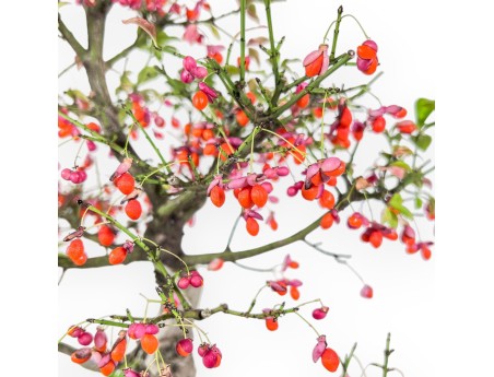Euonymus sielbodianus bonsai %separator% %category%