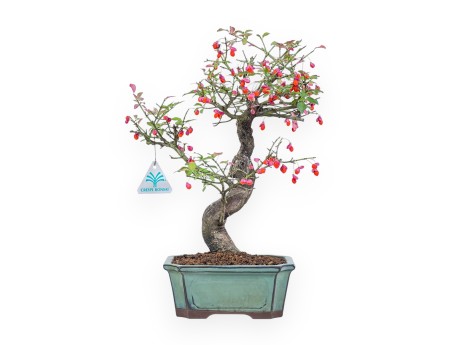 Euonymus sielbodianus bonsai %separator% %category%