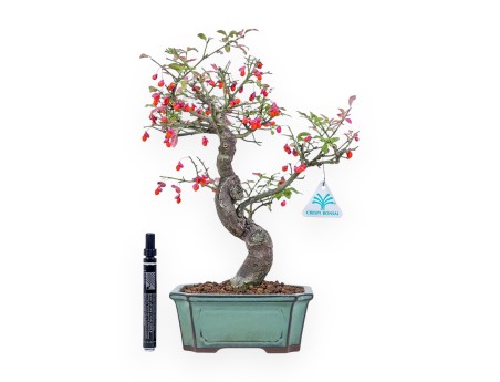 Bonsaï d'Euonymus sielbodianus %separator% %category%
