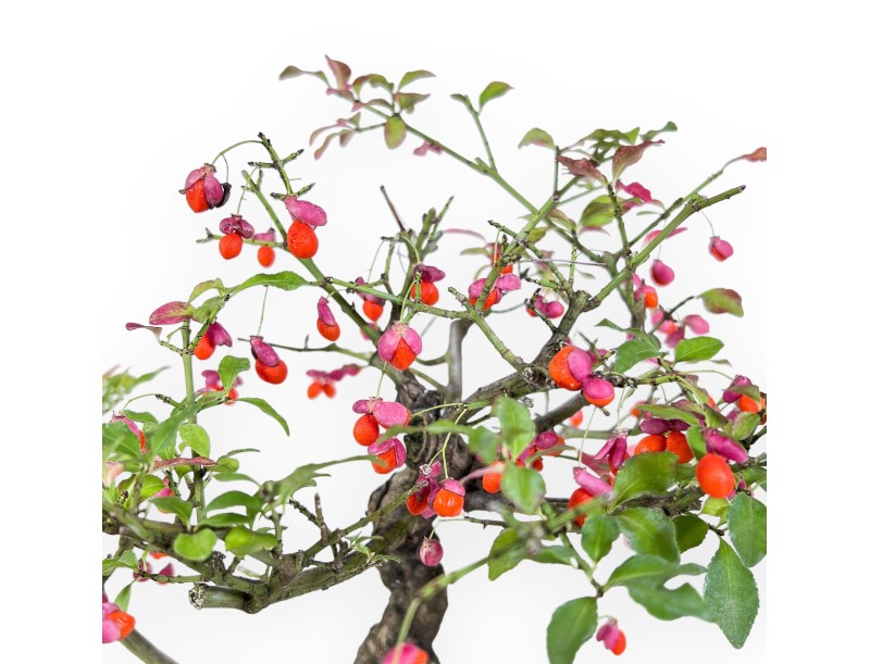 Bonsai di Euonymus sielbodianus %separator% %category%
