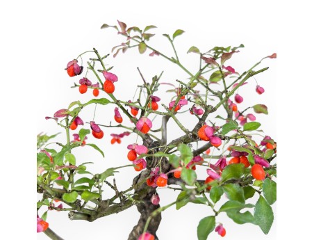 Euonymus sielbodianus bonsai %separator% %category%