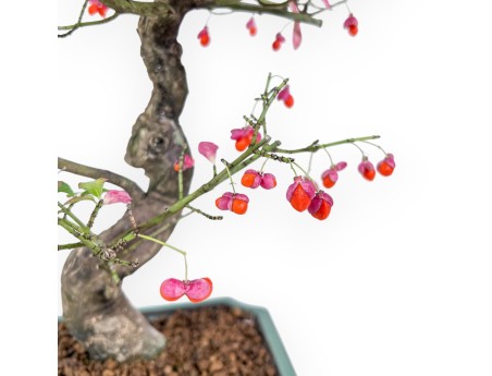 Bonsaï d'Euonymus sielbodianus %separator% %category%