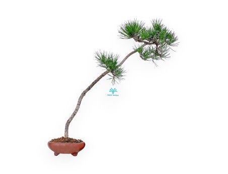 Bonsai di Pinus thunbergii %separator% %category%