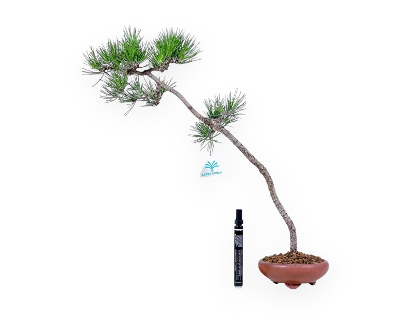 Bonsai van Pinus thunbergii %separator% %category%