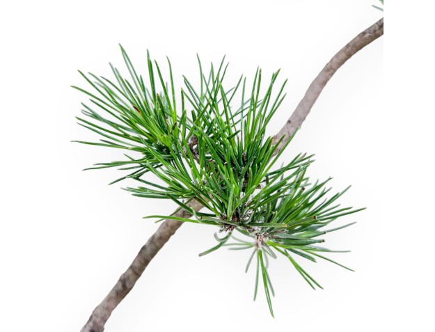 Pinus thunbergii bonsai %separator% %category% 2