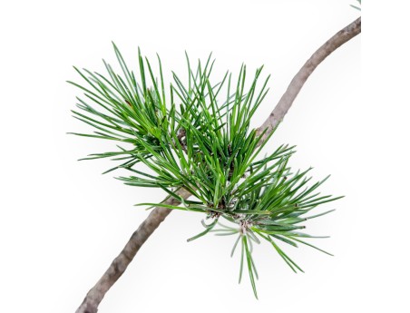 Bonsai der Art Pinus thunbergii %separator% %category%