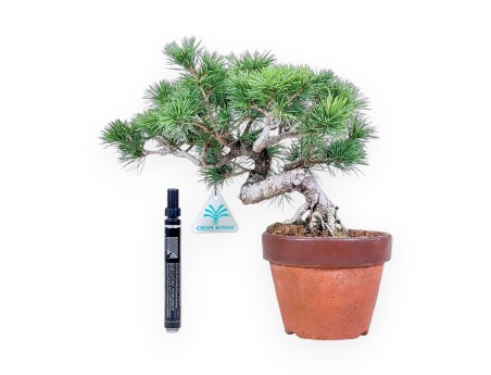 Pinus pentaphylla bonsai %separator% %category%