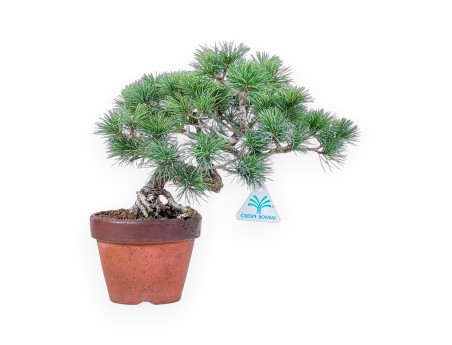 Pinus pentaphylla-bonsai %separator% %category%