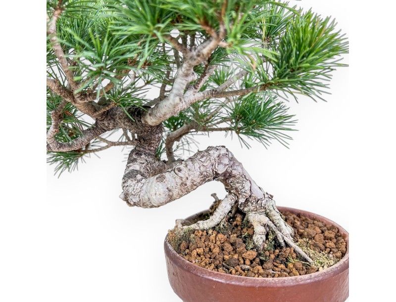 Pinus pentaphylla-bonsai %separator% %category%
