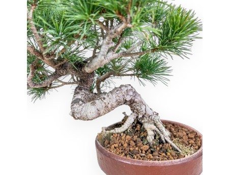 Pinus pentaphylla-Bonsai %separator% %category%