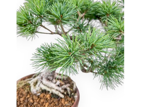 Bonsaï de Pinus pentaphylla %separator% %category%