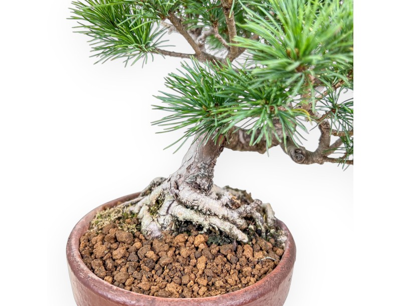 Pinus pentaphylla bonsai %separator% %category%