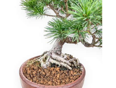 Bonsái de Pinus pentaphylla %separator% %category%