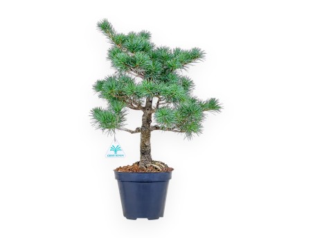 Bonsái de Pinus pentaphylla a partir de semillas %separator% %category%