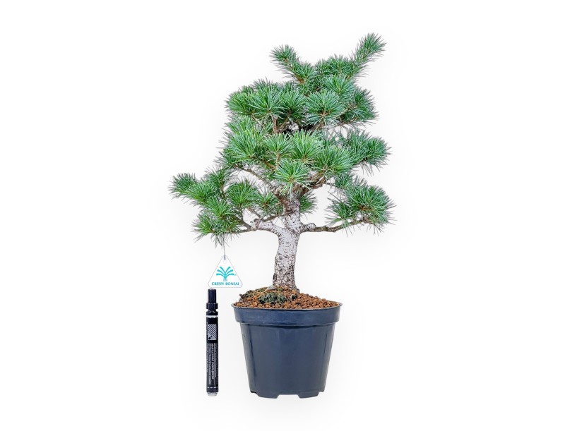 Bonsaï de Pinus pentaphylla issu de graines %separator% %category%