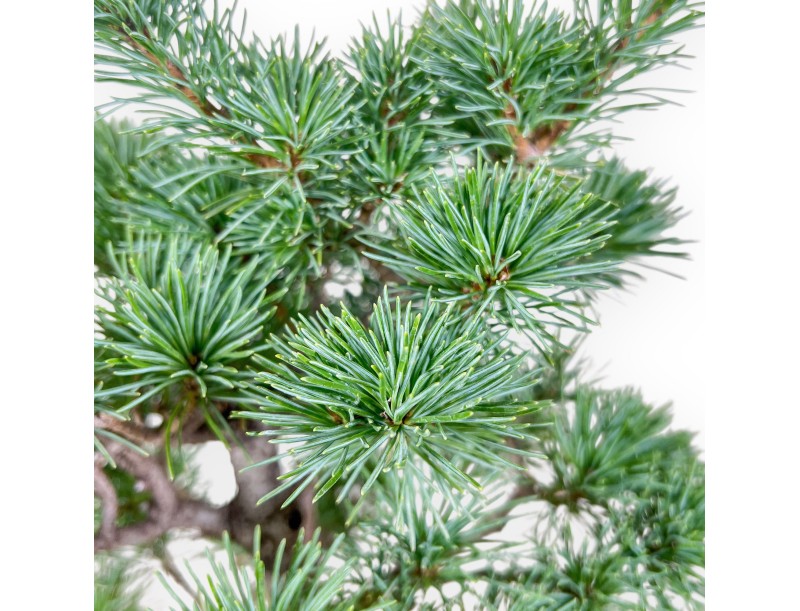 Pinus pentaphylla bonsai grown from seed %separator% %category%