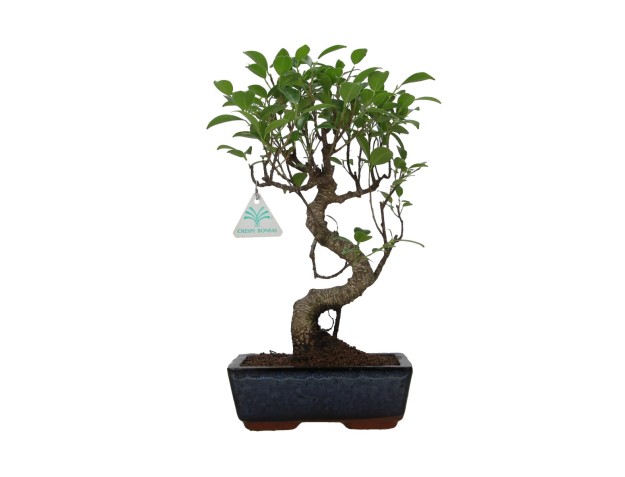 Ficus retusa - 36 cm