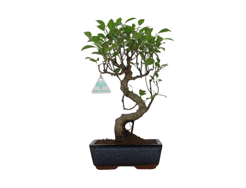 Ficus retusa - 36 cm