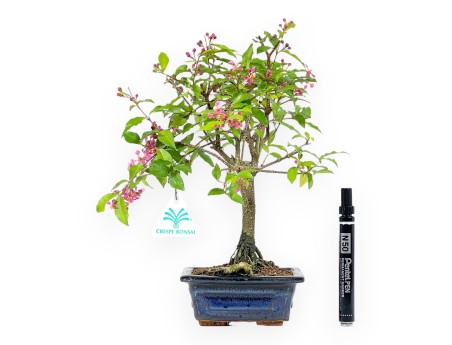 Bonsaï Malpighia 26 cm | Pot rectangulaire bleu