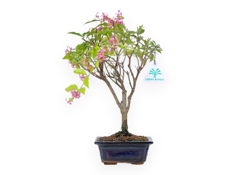 Bonsaï Malpighia 26 cm | Pot rectangulaire bleu