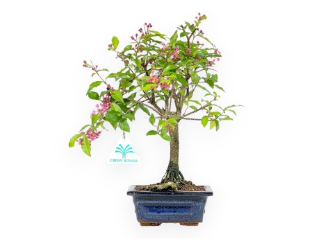 Bonsaï Malpighia 26 cm | Pot rectangulaire bleu