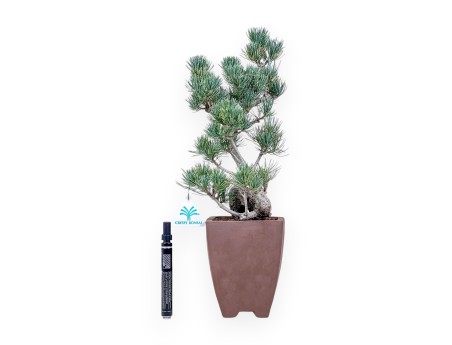 Pinus pentaphylla bonsai %separator% %category%