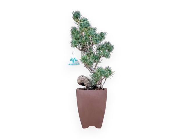 Pinus pentaphylla bonsai %separator% %category%