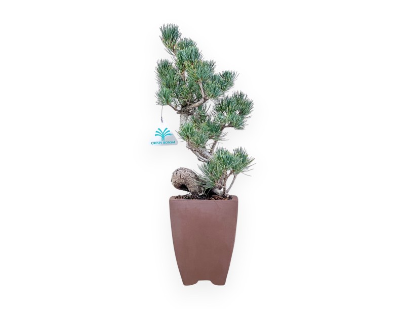 Bonsaï de Pinus pentaphylla %separator% %category%