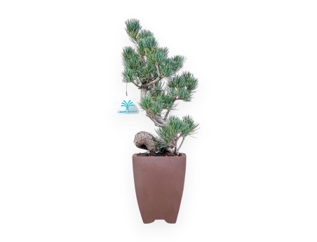 Pinus pentaphylla bonsai %separator% %category%