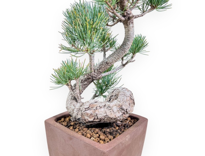 Pinus pentaphylla bonsai %separator% %category%