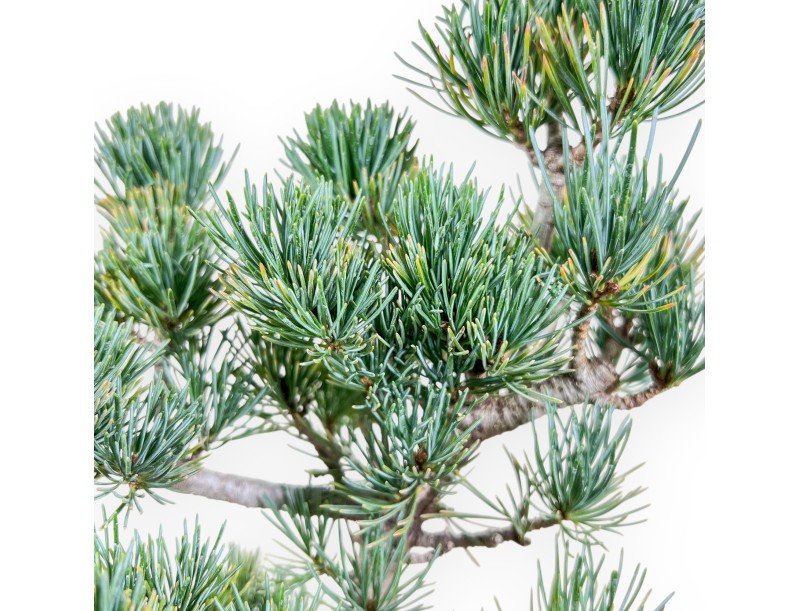 Bonsaï de Pinus pentaphylla %separator% %category%