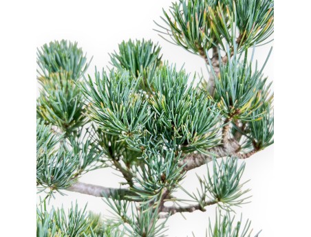 Bonsaï de Pinus pentaphylla %separator% %category%