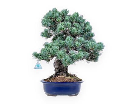 Pinus pentaphylla bonsai %separator% %category%