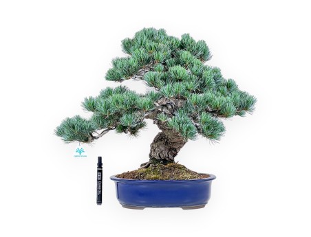 Pinus Pentaphylla-bonsai %separator% %category%