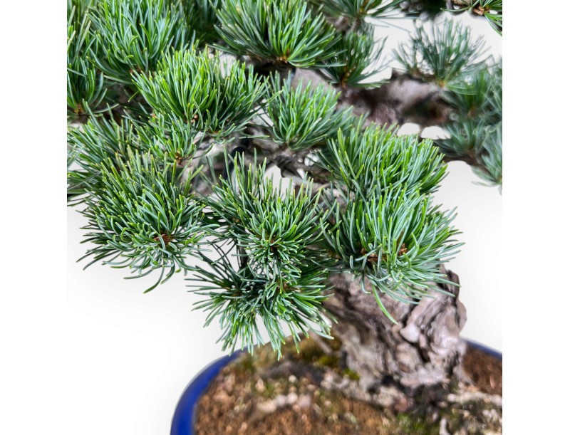 Pinus pentaphylla bonsai %separator% %category%