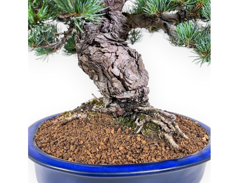 Bonsaï de Pinus pentaphylla %separator% %category%