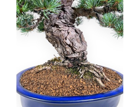Pinus-Pentaphylla-Bonsai %separator% %category%