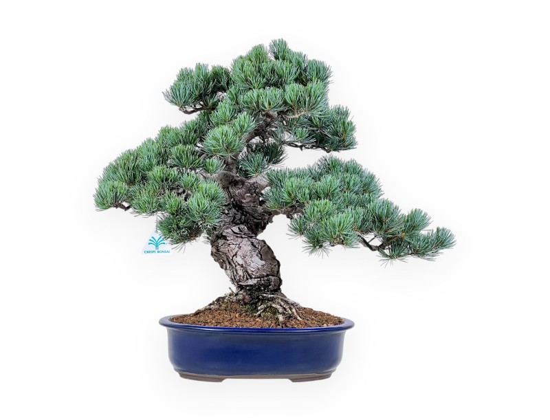 Pinus pentaphylla bonsai %separator% %category%